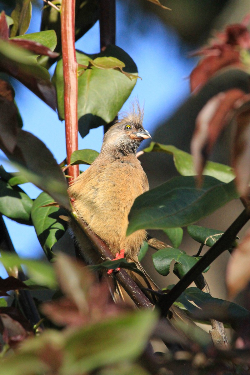 Braunflügel-Mausvogel - ML646776145