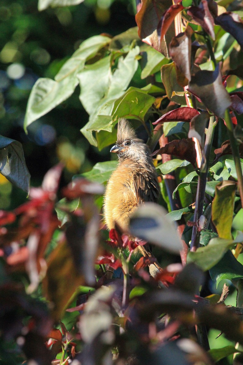 Braunflügel-Mausvogel - ML646776146