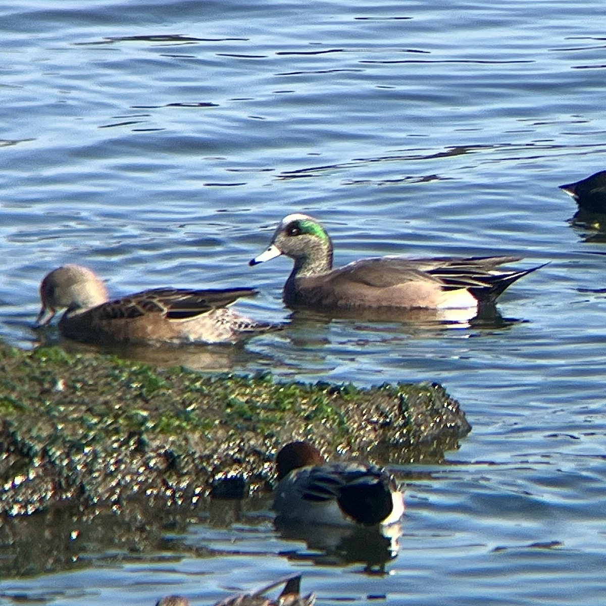 American Wigeon - ML646776147