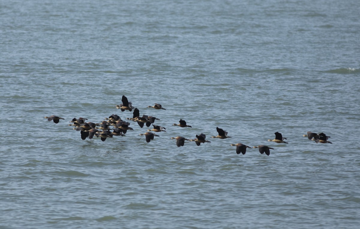 Lesser Whistling-Duck - ML646776148