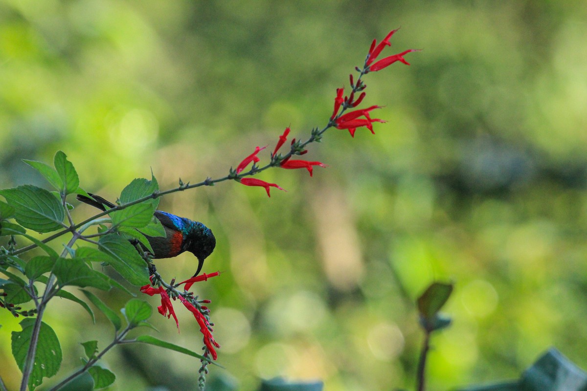 Hochland-Nektarvogel - ML646776149