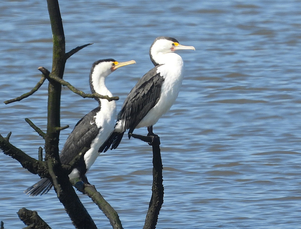 Пегий баклан - ML646776150