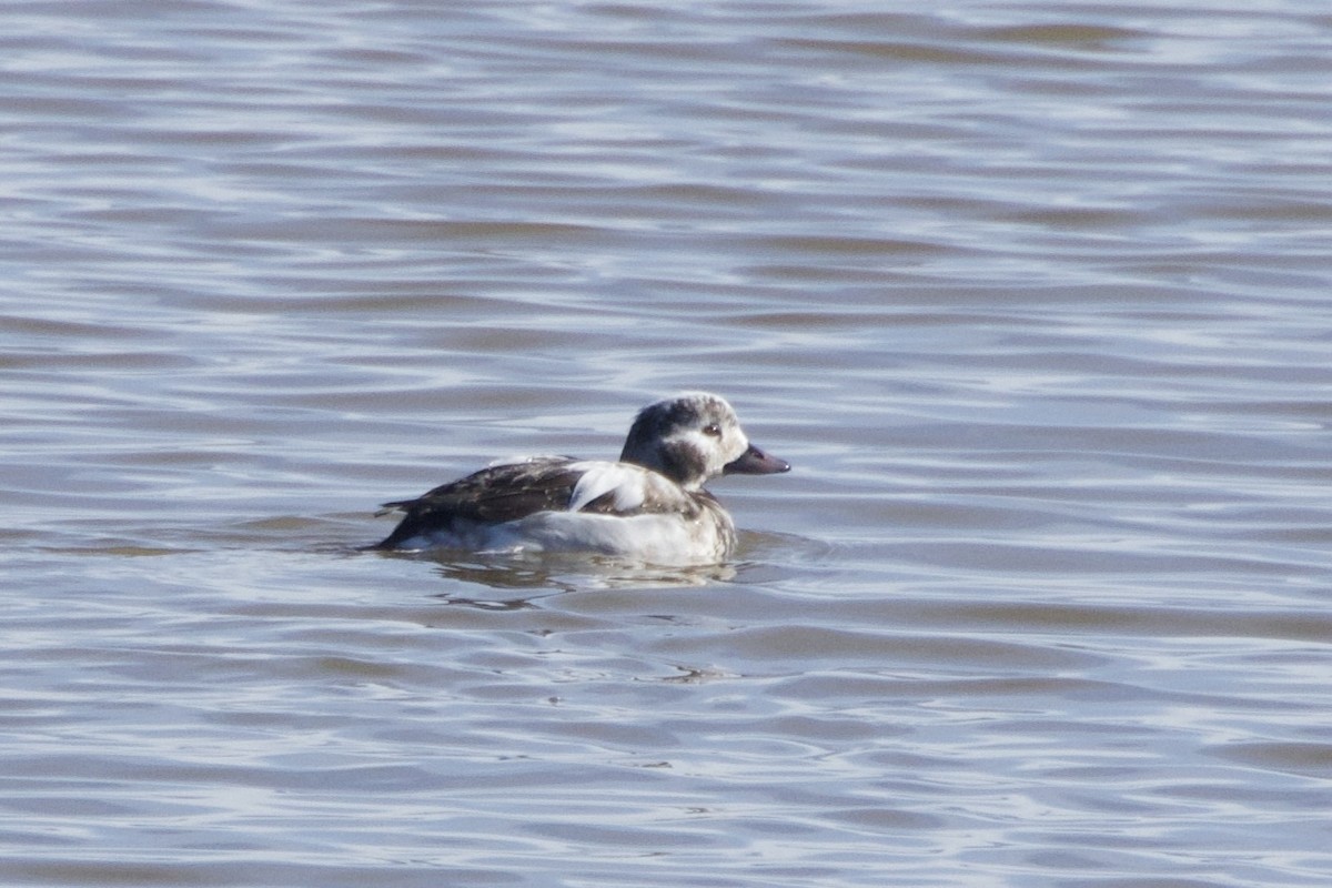 hoholka lední - ML646776151