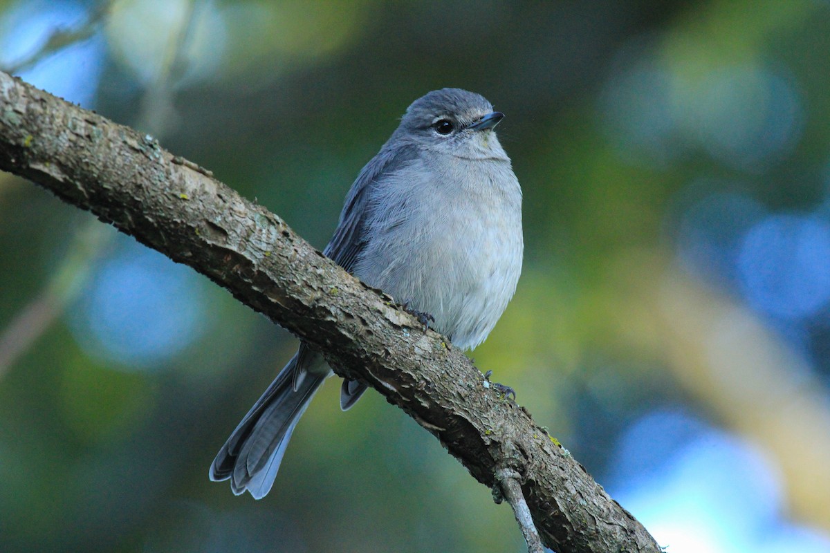 Bergdrongoschnäpper - ML646776152