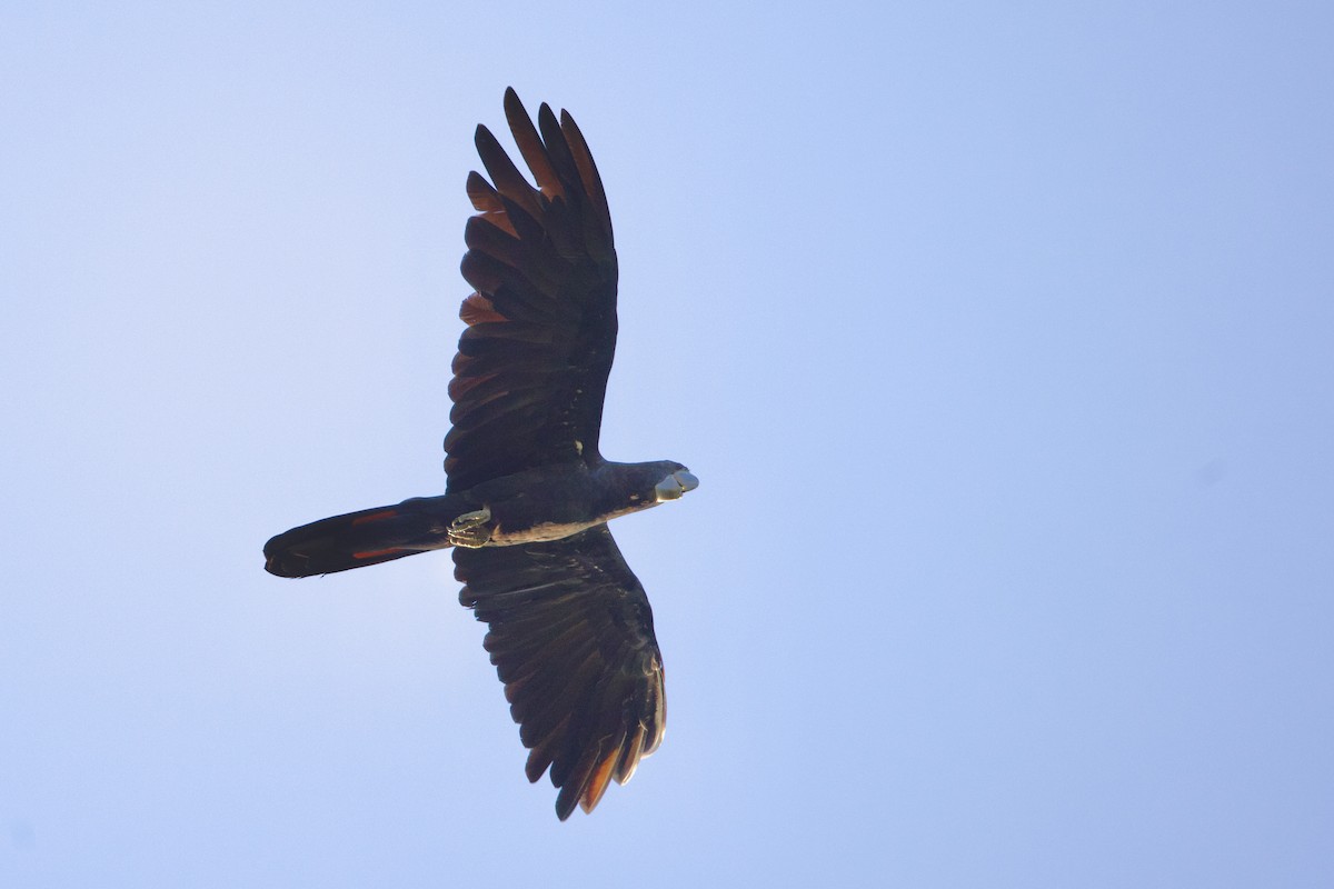 Kızıl Kuyruklu Kakadu - ML646776154