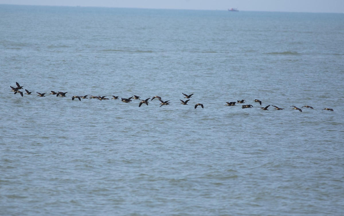 Lesser Whistling-Duck - ML646776155