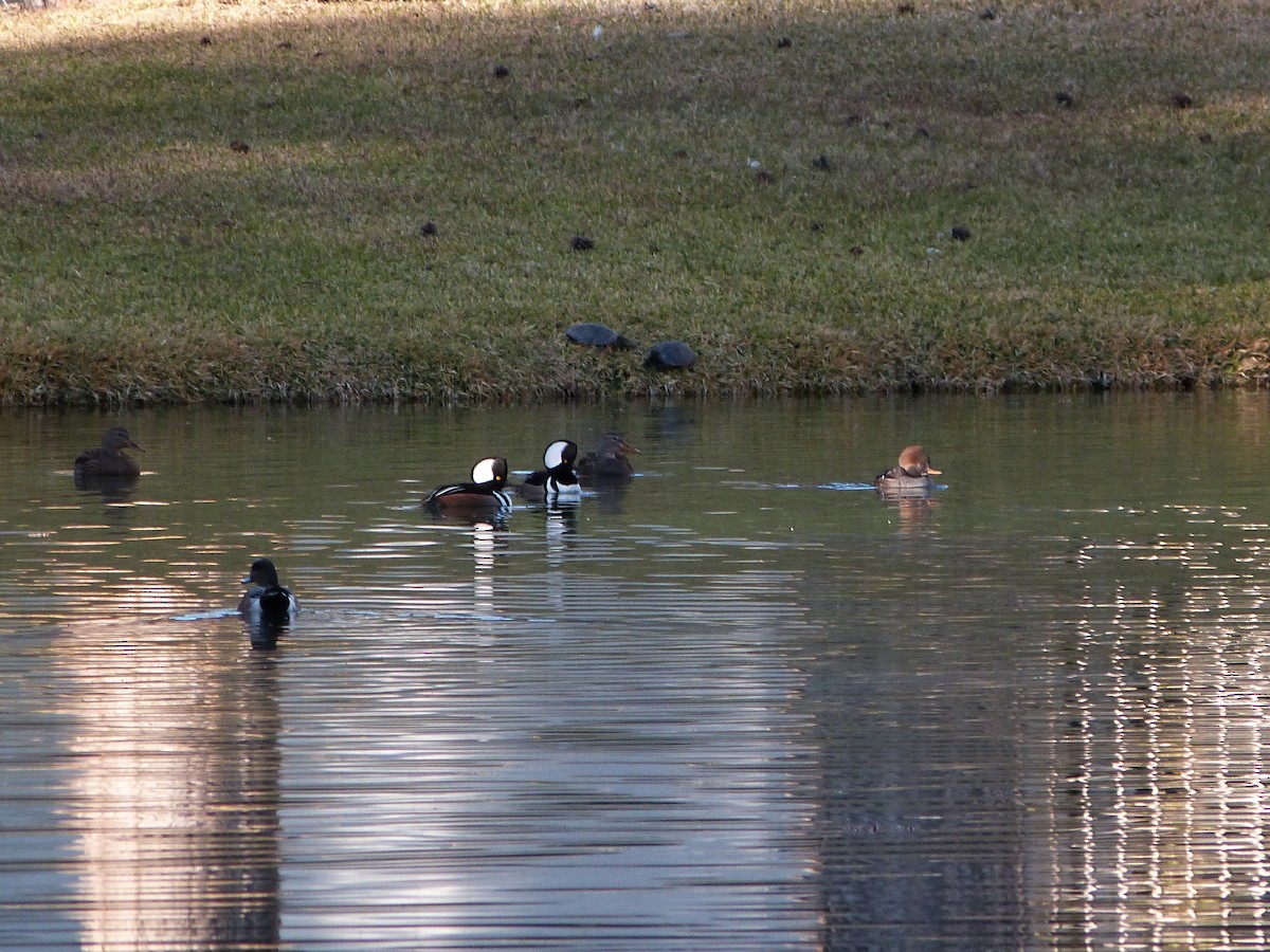 Капюшоновый крохаль - ML646776156