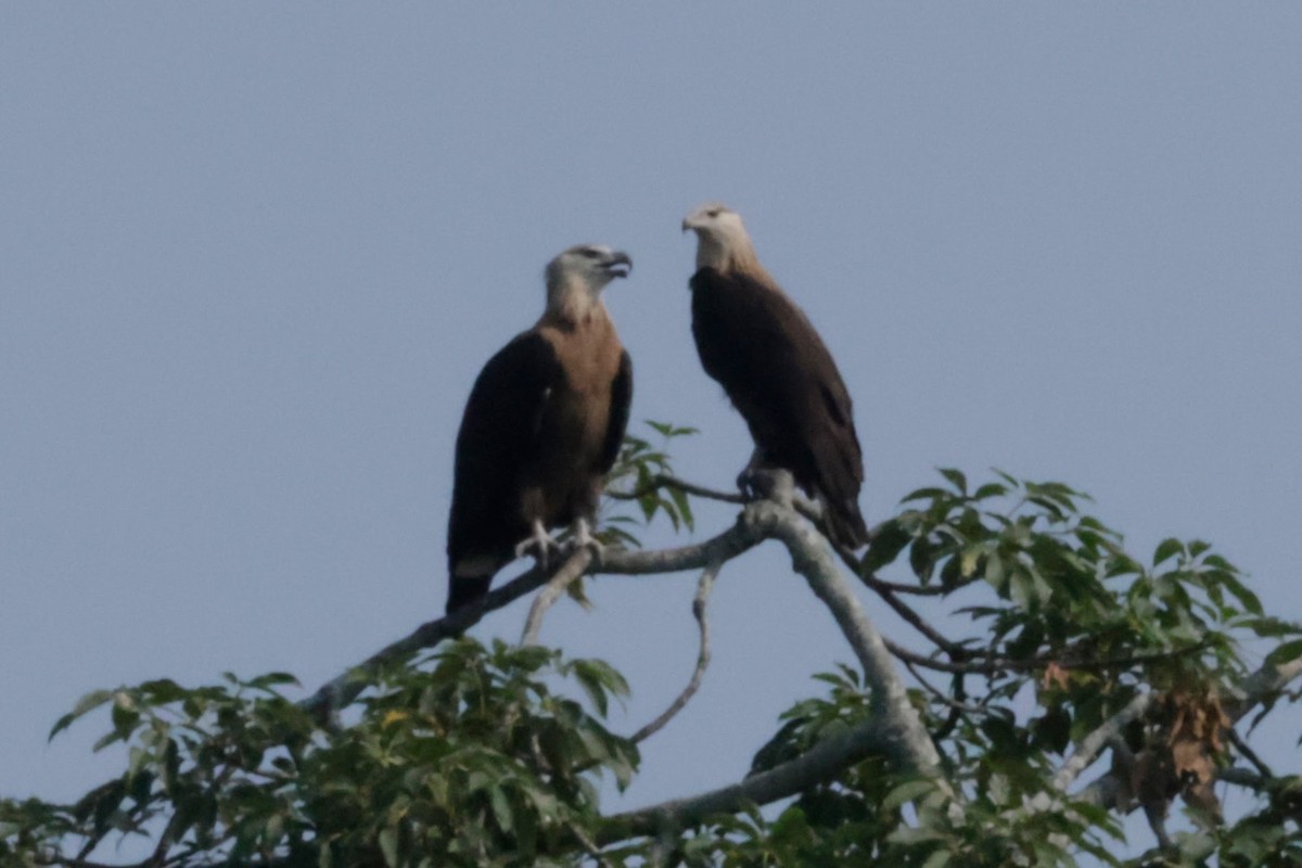 Pallas itsas arranoa - ML646776157