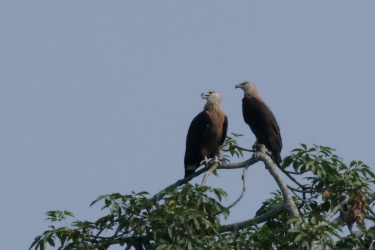 Pallas itsas arranoa - ML646776158