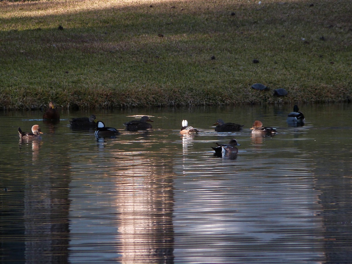 Капюшоновый крохаль - ML646776159