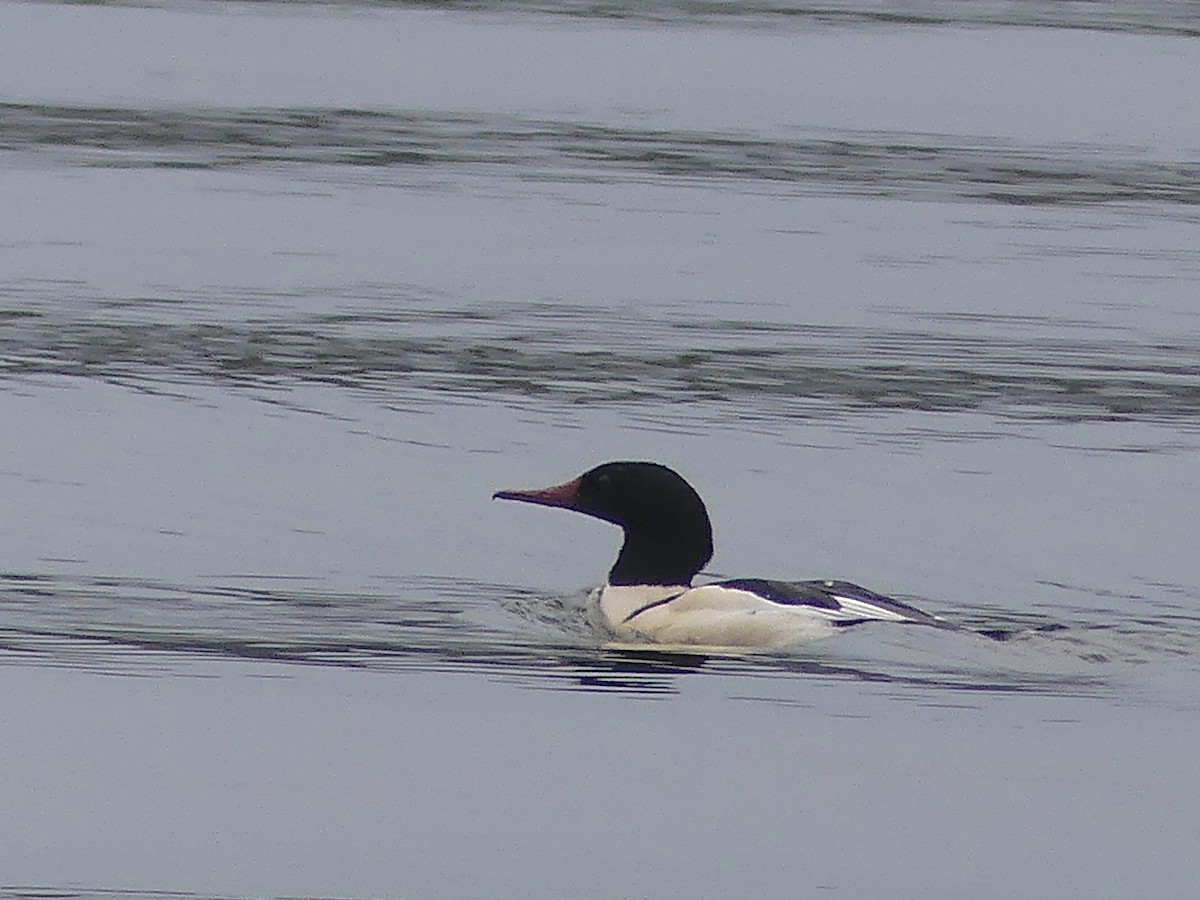 Крех великий - ML646776160