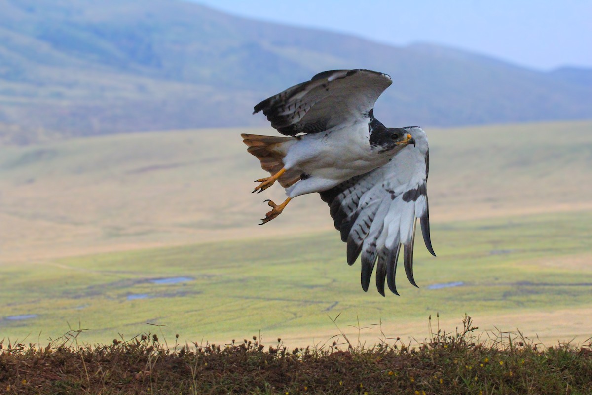 Augurbussard - ML646776161