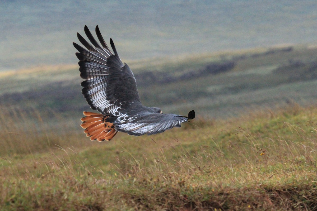 Augurbussard - ML646776162