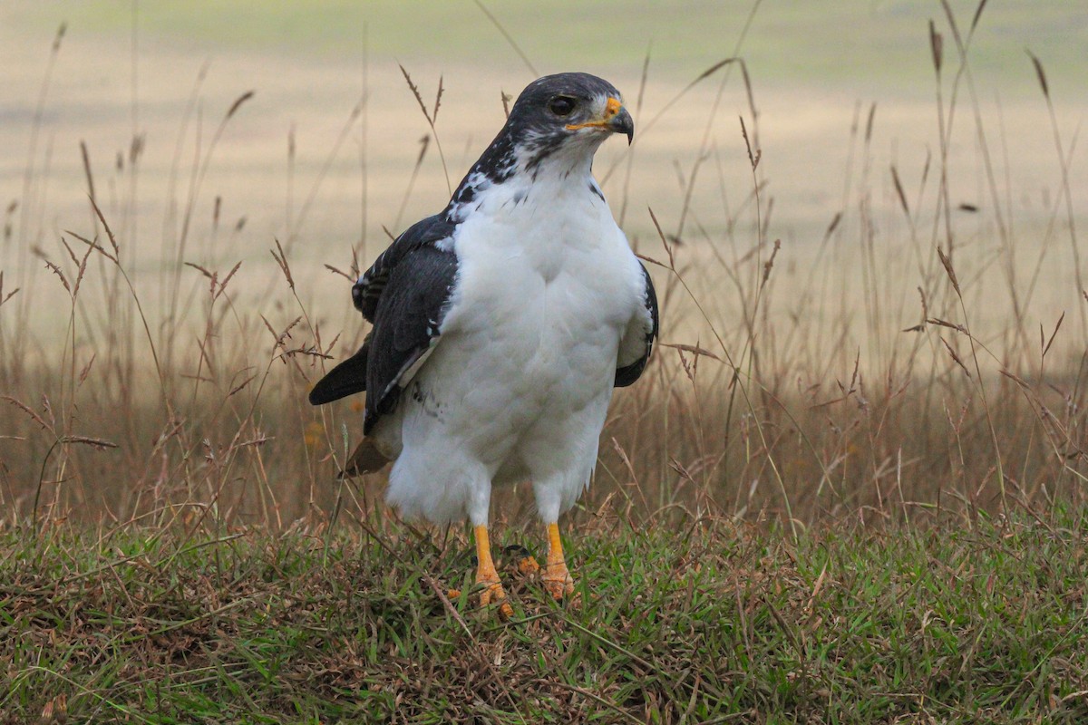 Augurbussard - ML646776163