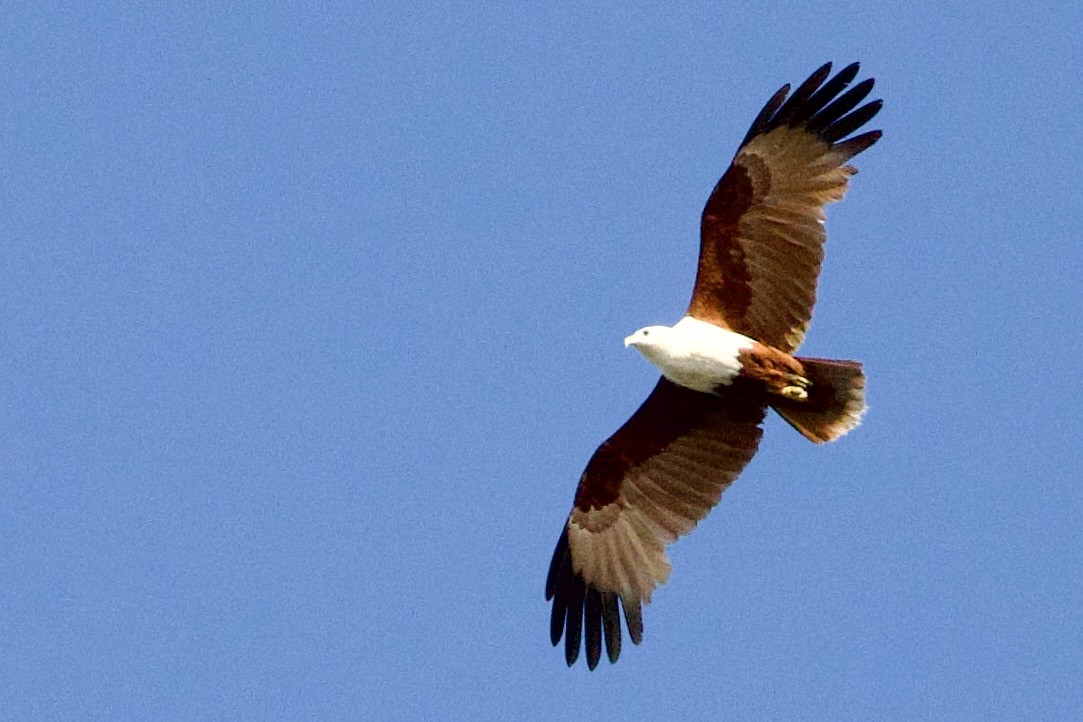 Brahman Çaylağı - ML646776167
