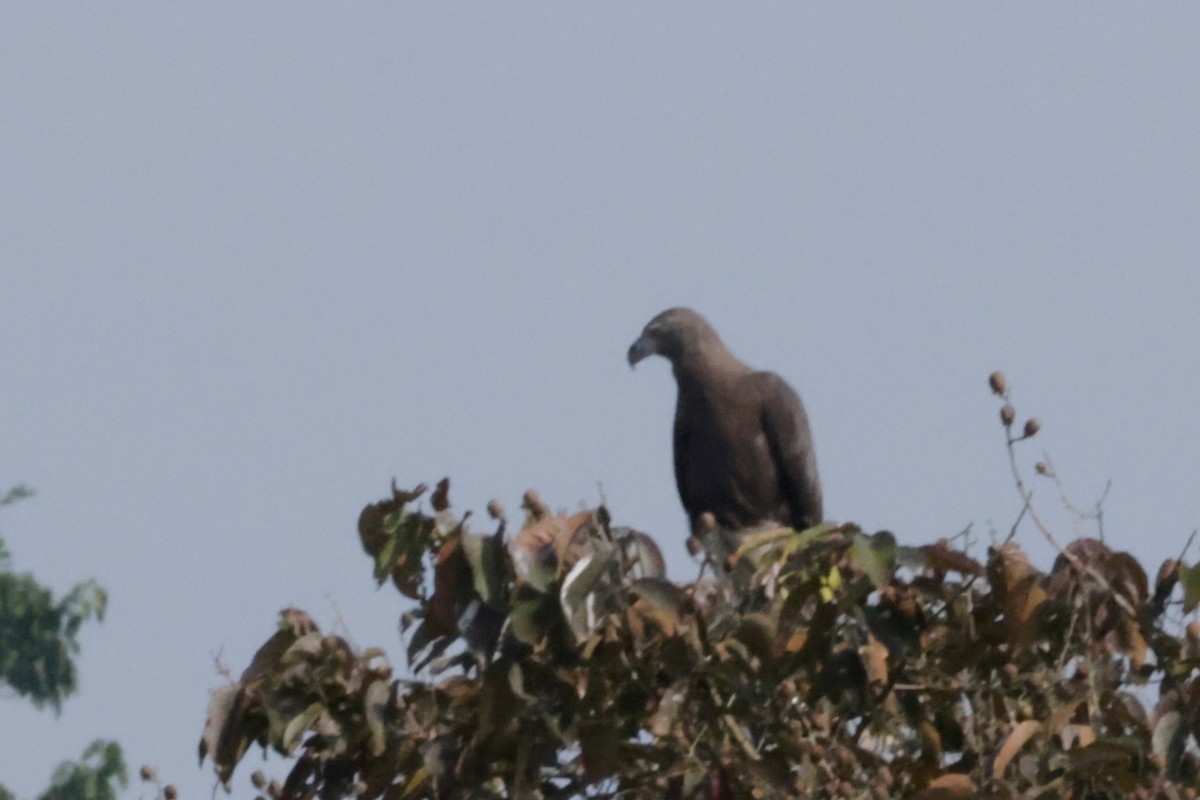 Gray-headed Fish-Eagle - ML646776171