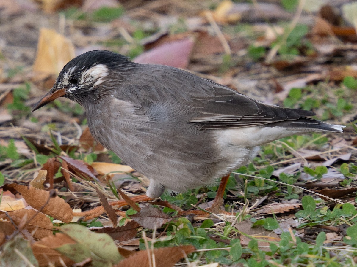 White-cheeked Starling - ML646776173
