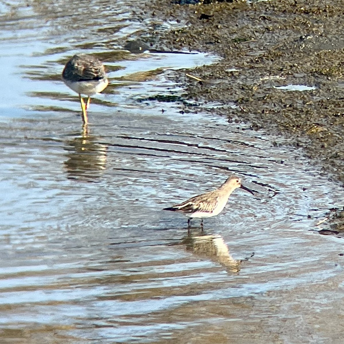 Dunlin - ML646776175