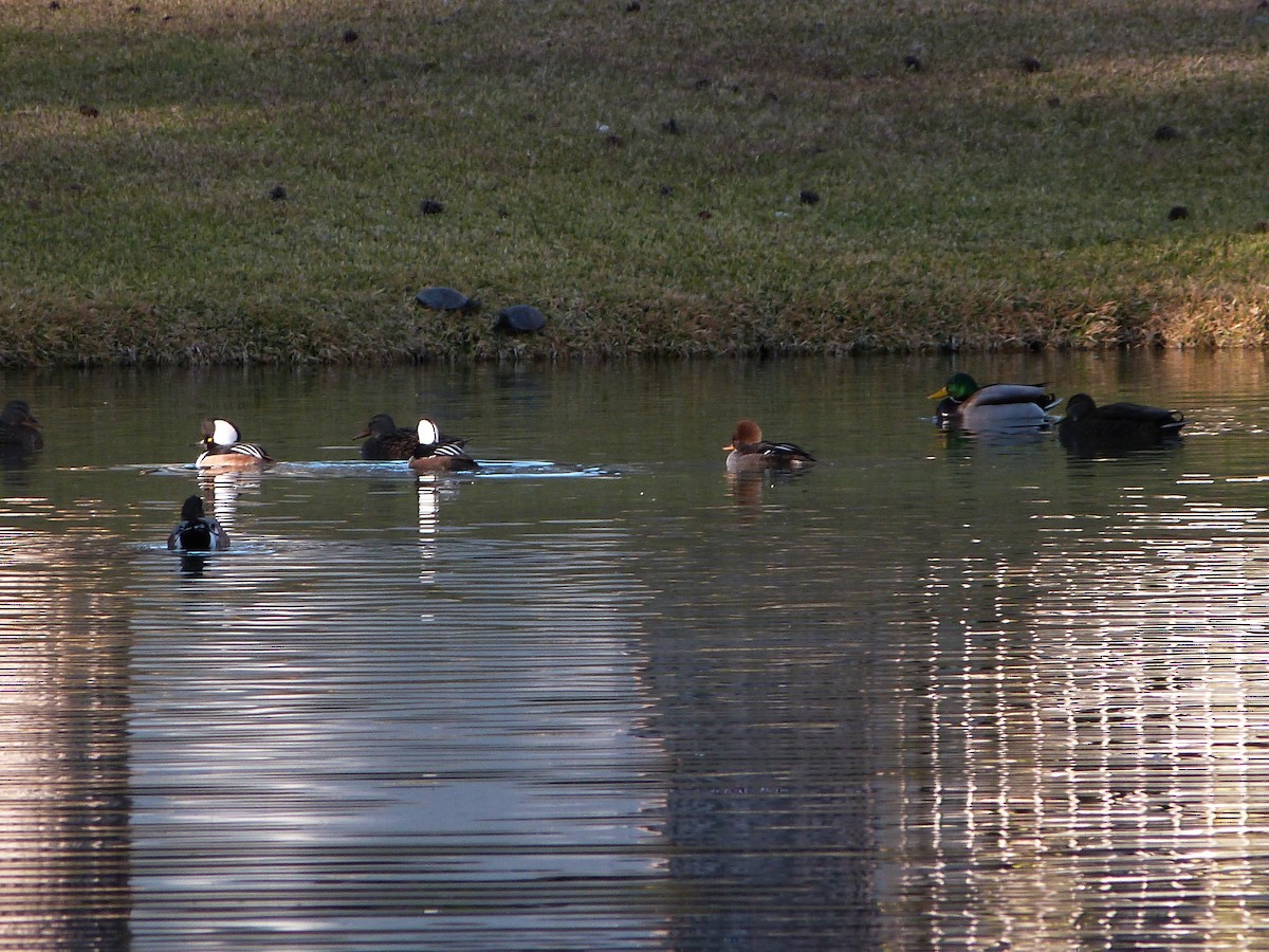 Кряква - ML646776176