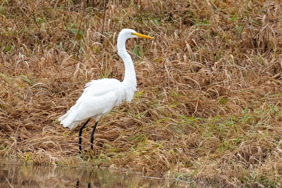 Чапля велика - ML646776177