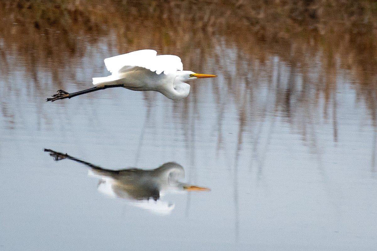 Чапля велика - ML646776178