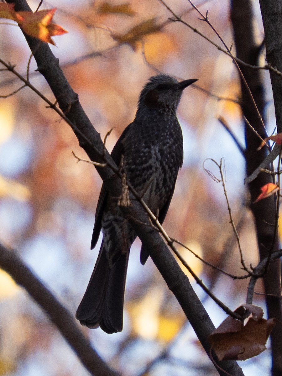 Brown-eared Bulbul - ML646776180