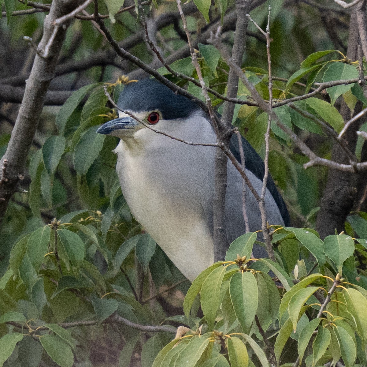 Black-crowned Night Heron - ML646776185