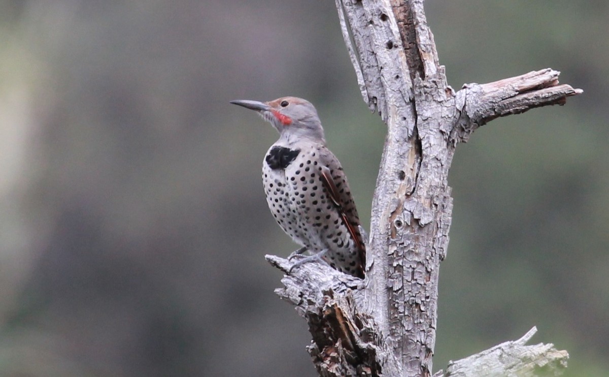 Northern Flicker (Red-shafted) - ML646776186