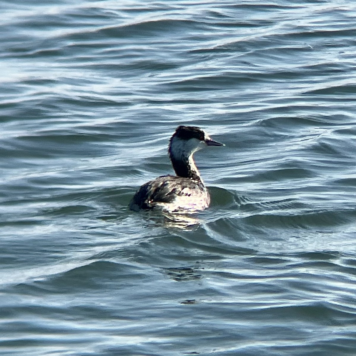 Horned Grebe - ML646776188