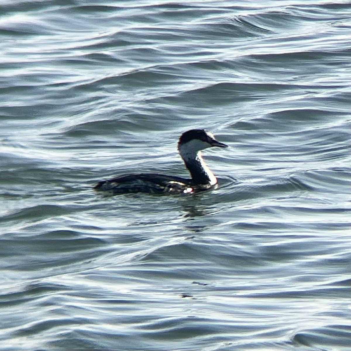 Horned Grebe - ML646776189