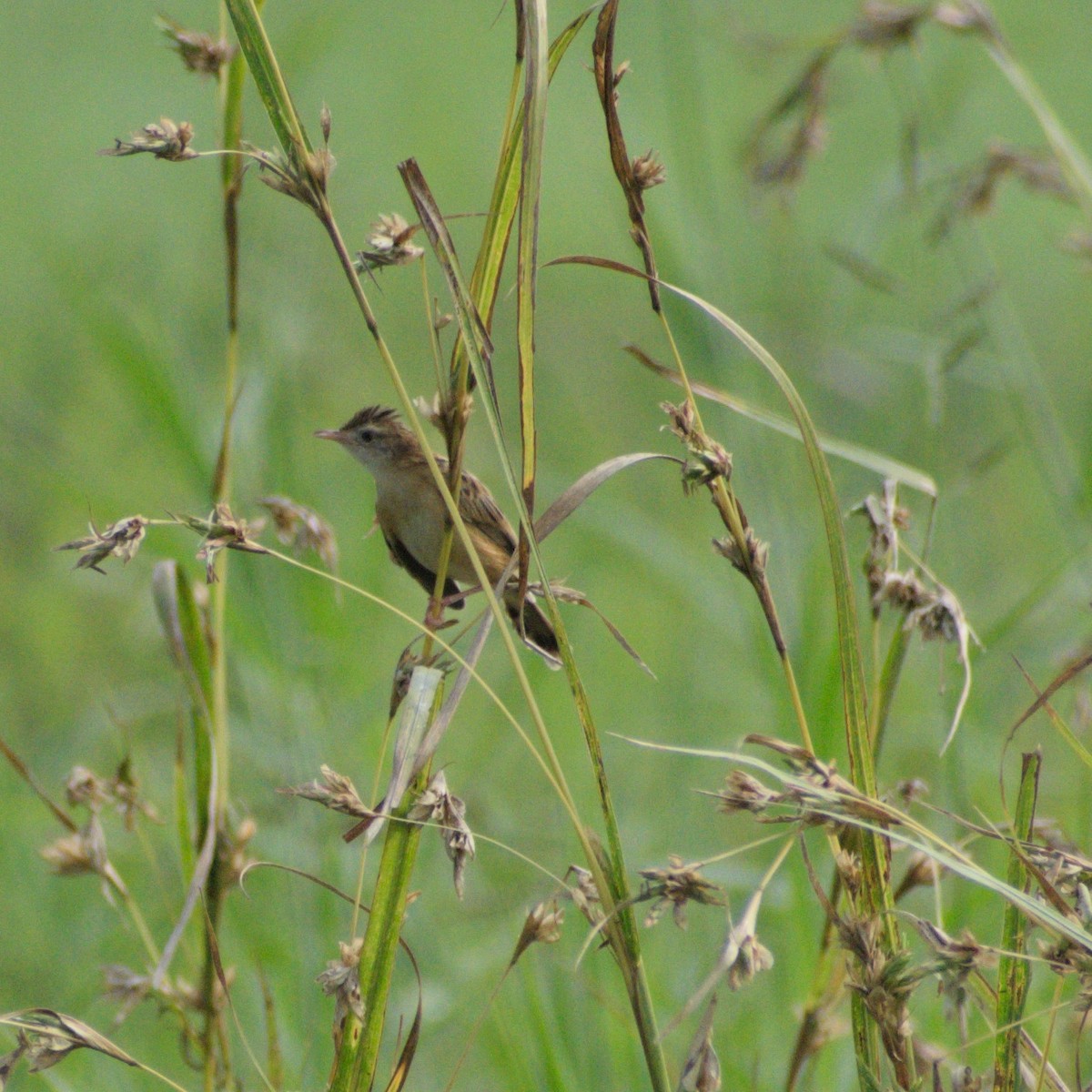 Zitting Cisticola - ML646776190