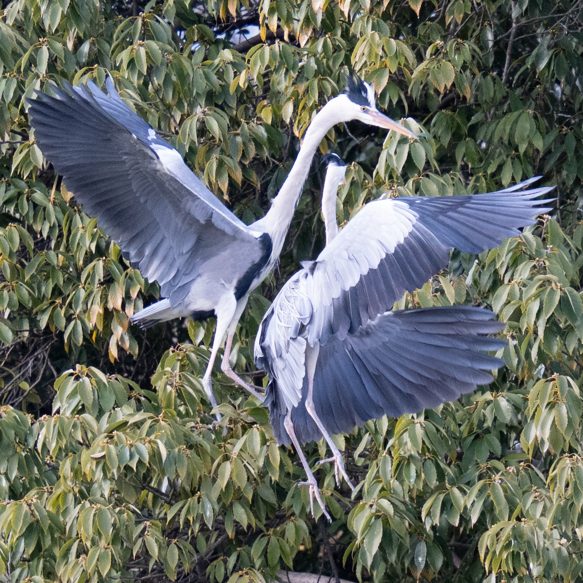 Gray Heron - ML646776191
