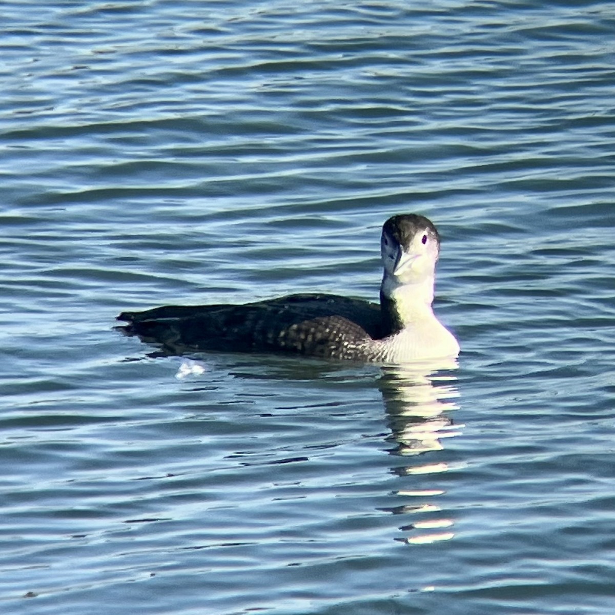Common Loon - ML646776192