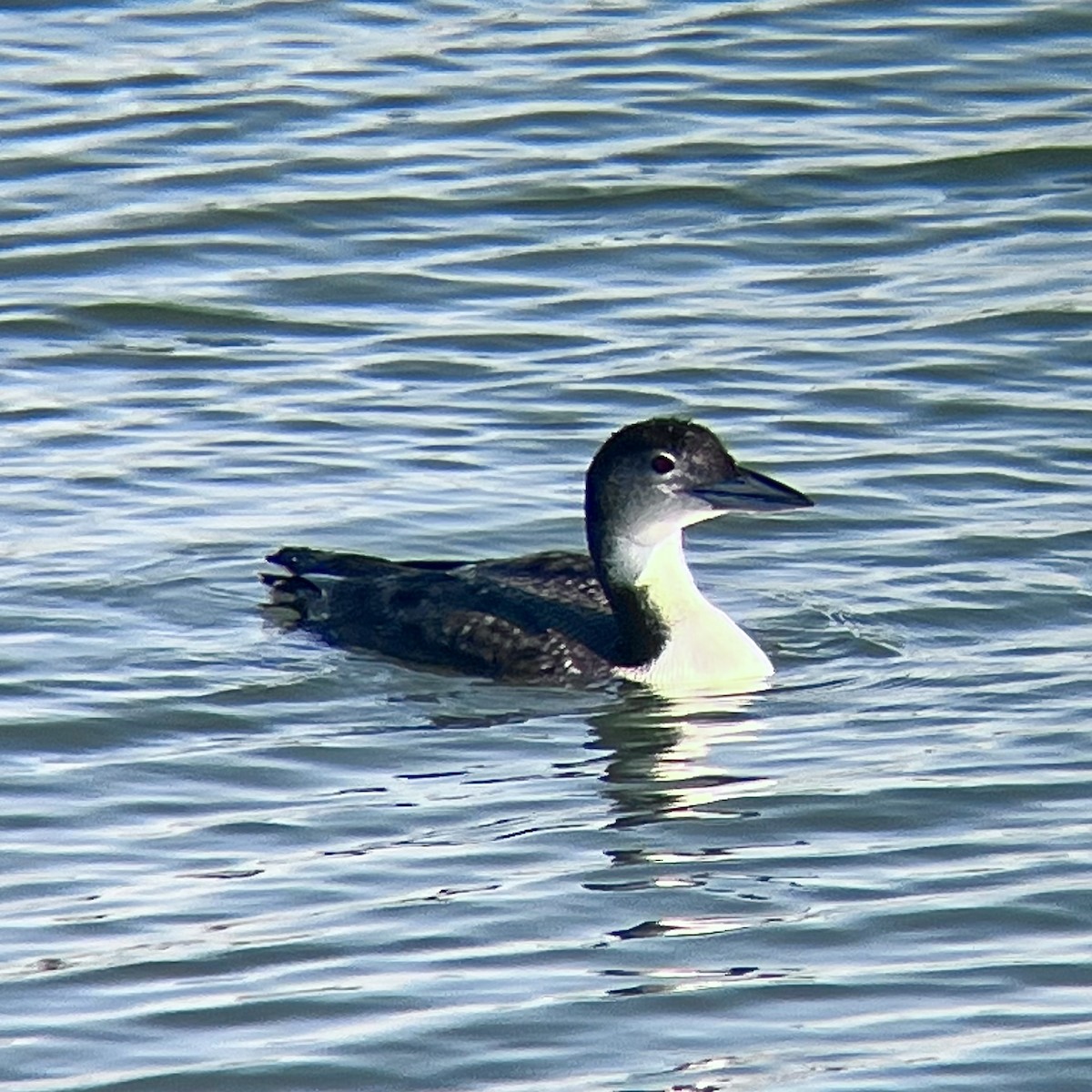 Common Loon - ML646776193