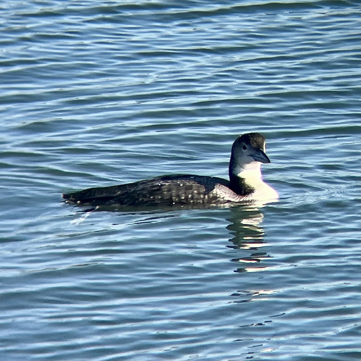 Common Loon - ML646776194