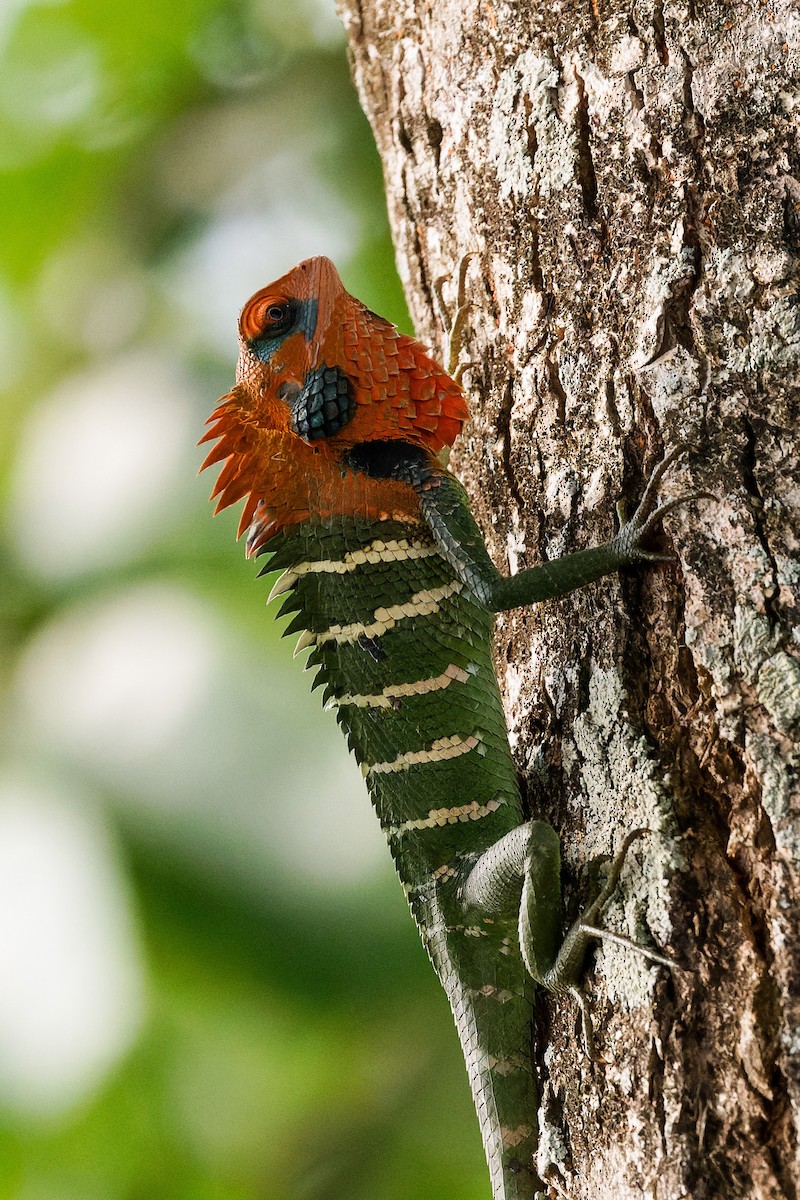 Agame arlequin - ML646776196