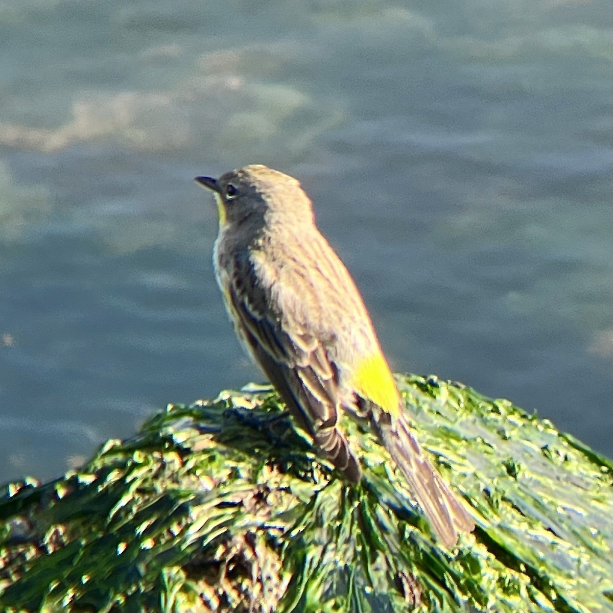 Yellow-rumped Warbler (Audubon's) - ML646776197