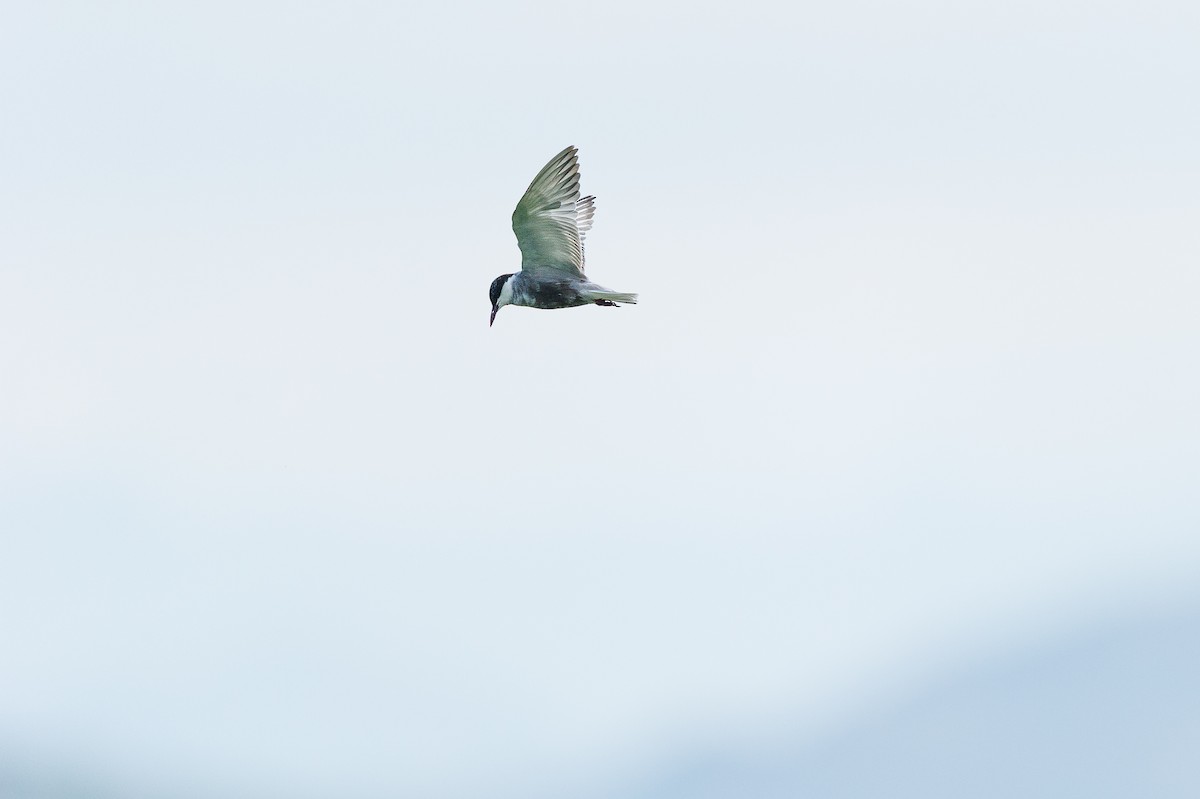 hvitkinnsvartterne - ML646776199