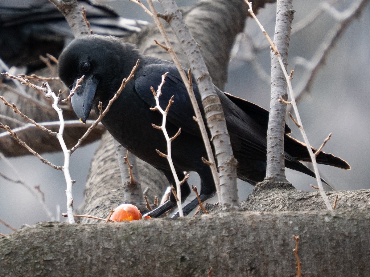 Large-billed Crow - ML646776201