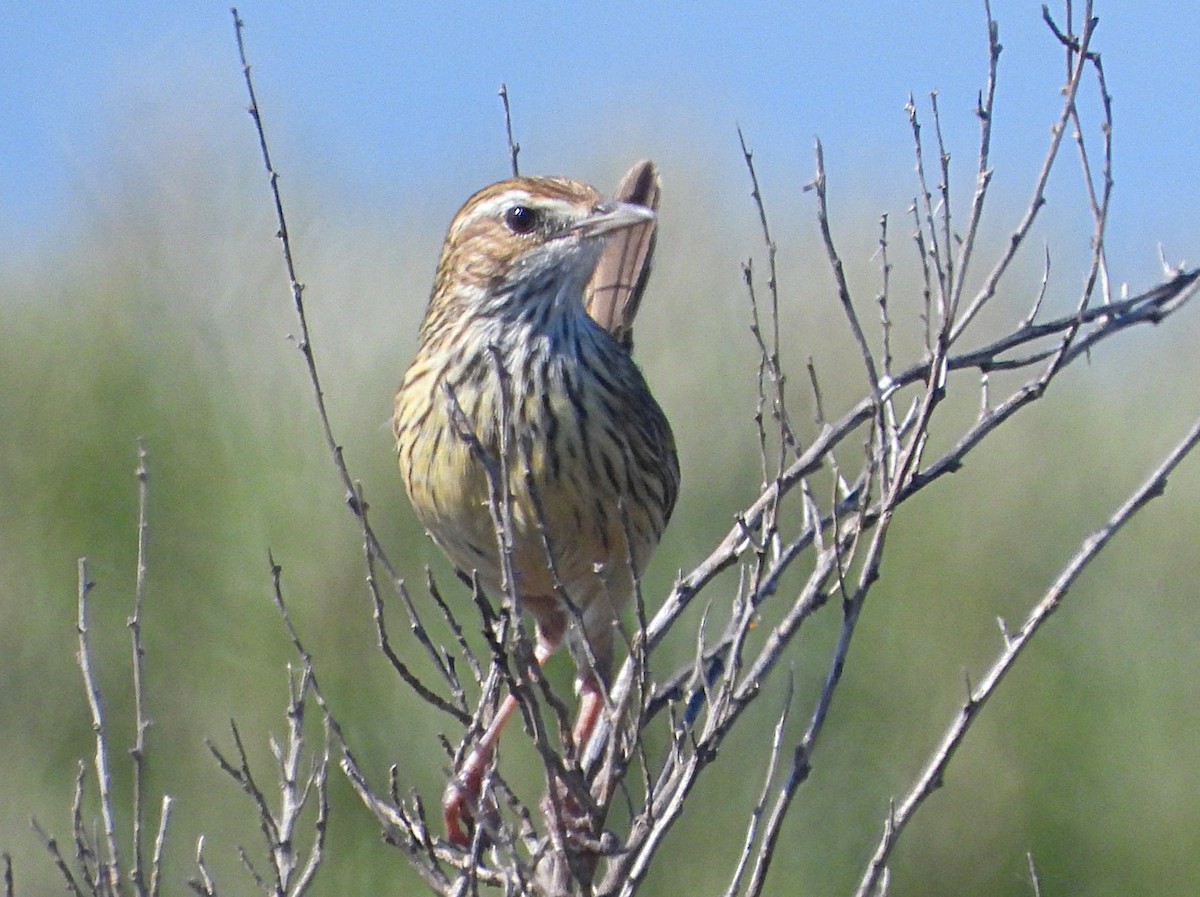 Исчерченный ложнокрапивник - ML646776202