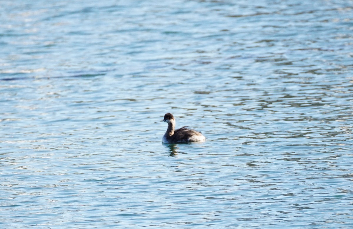 Grèbe à cou noir - ML646776203