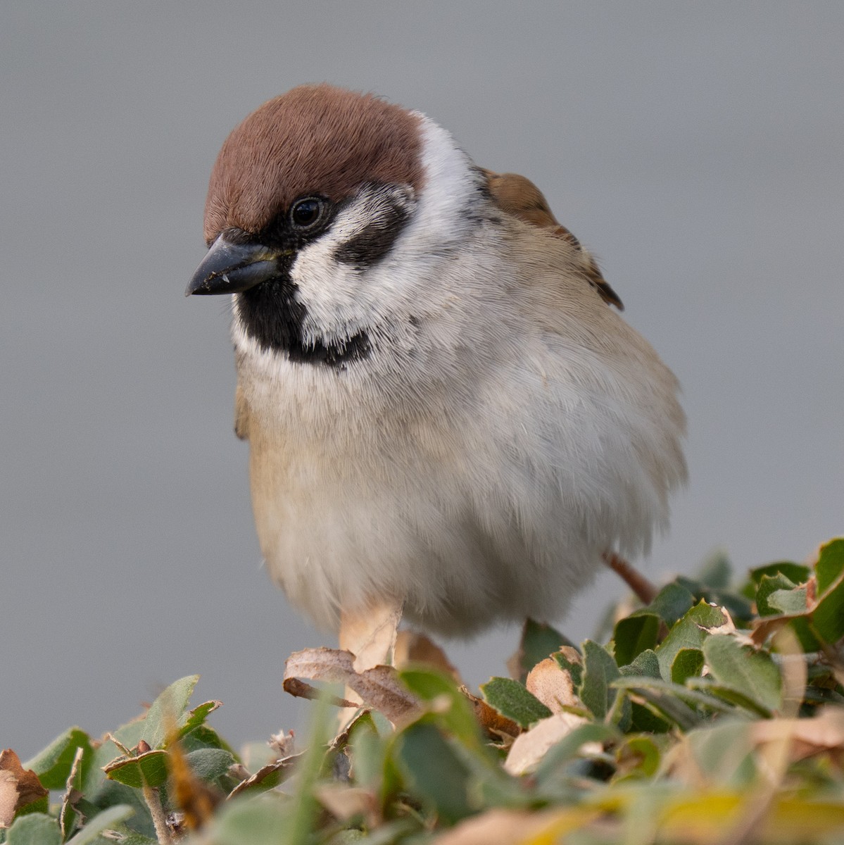 Eurasian Tree Sparrow - ML646776204