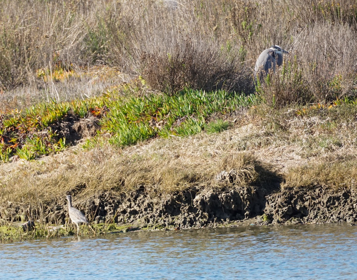 Great Blue Heron - ML646776205