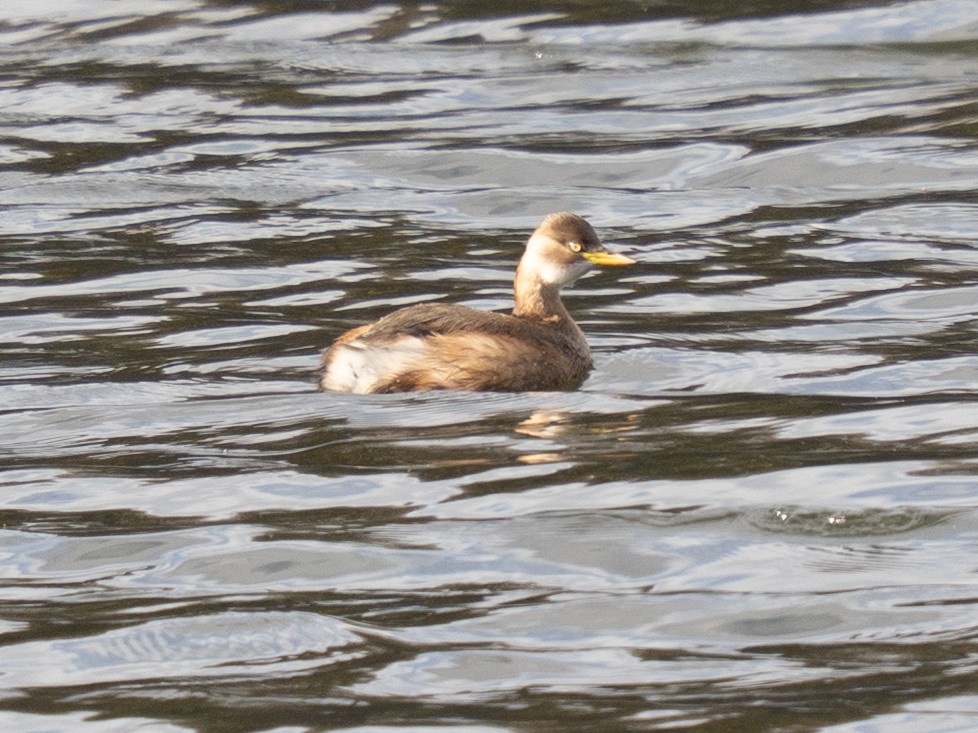 Little Grebe - ML646776206