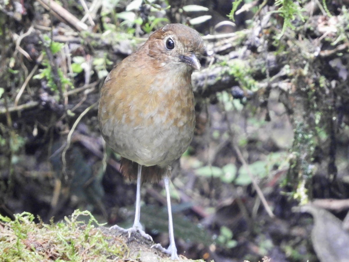 Tororoí Bandeado - ML646776207