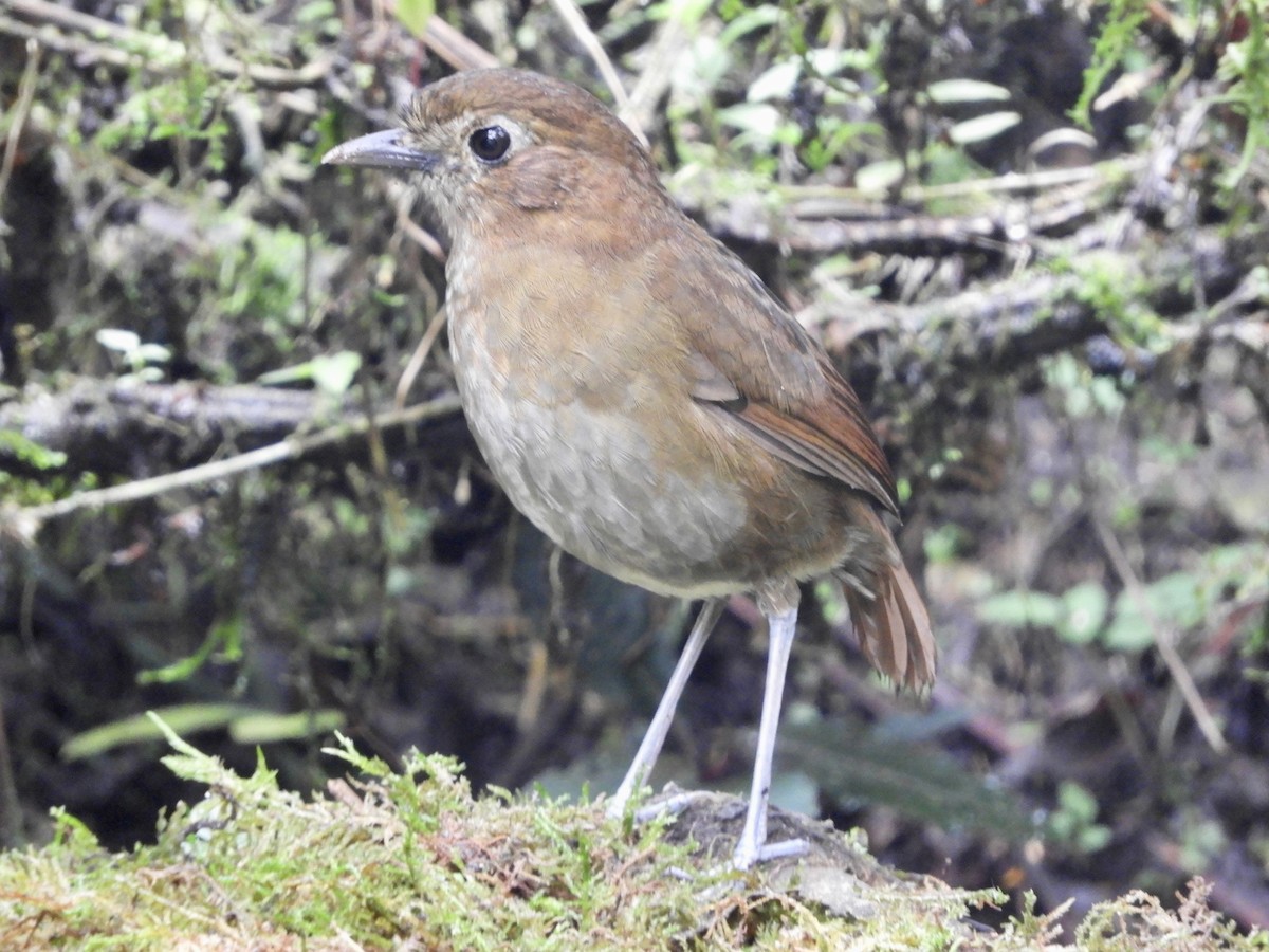 Tororoí Bandeado - ML646776208