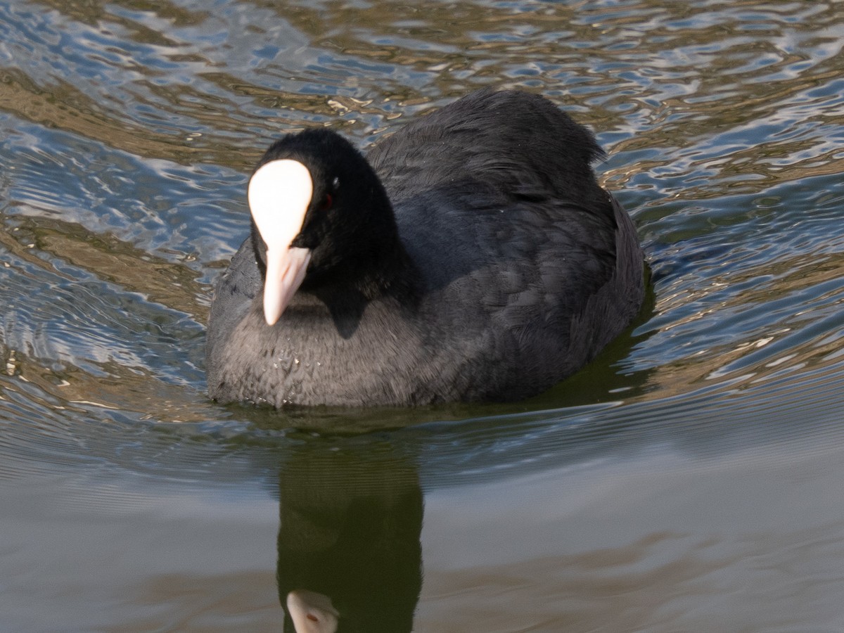 Eurasian Coot - ML646776210
