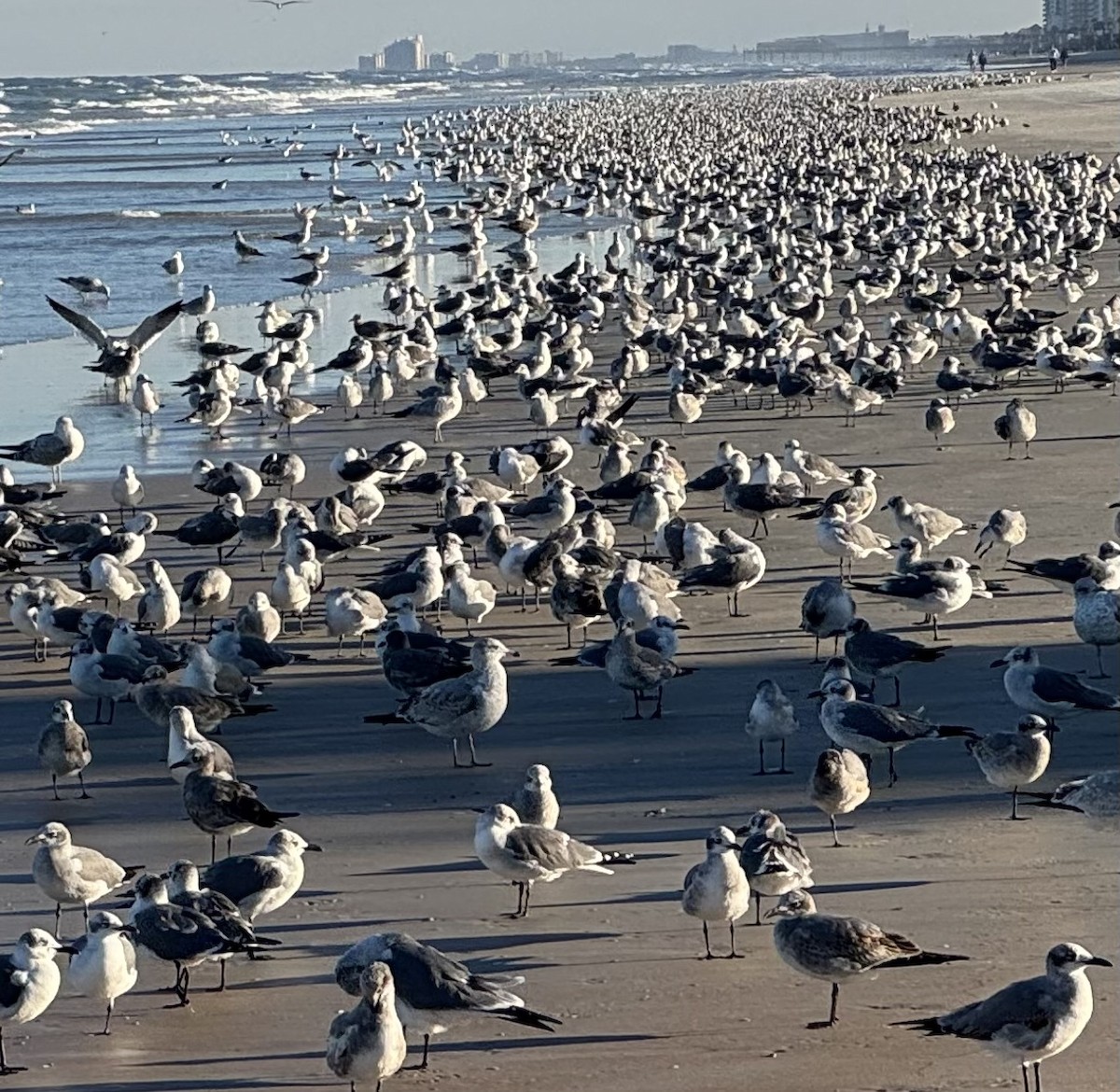 Gabbiano sghignazzante - ML646776211