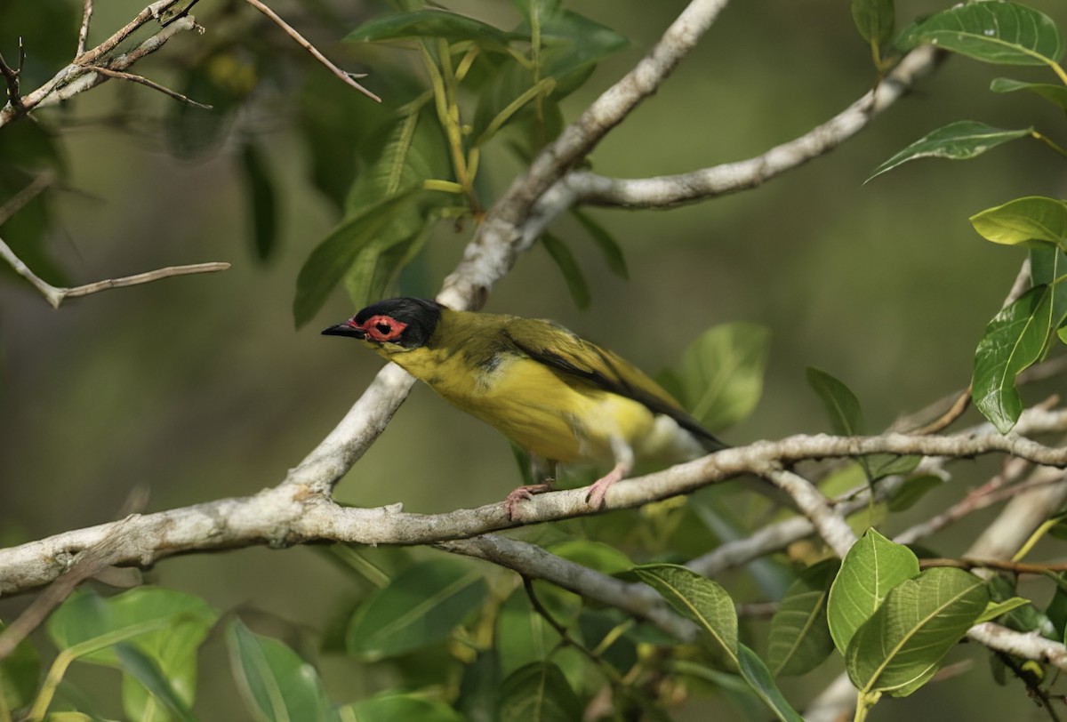 Australasian Figbird - ML646776212