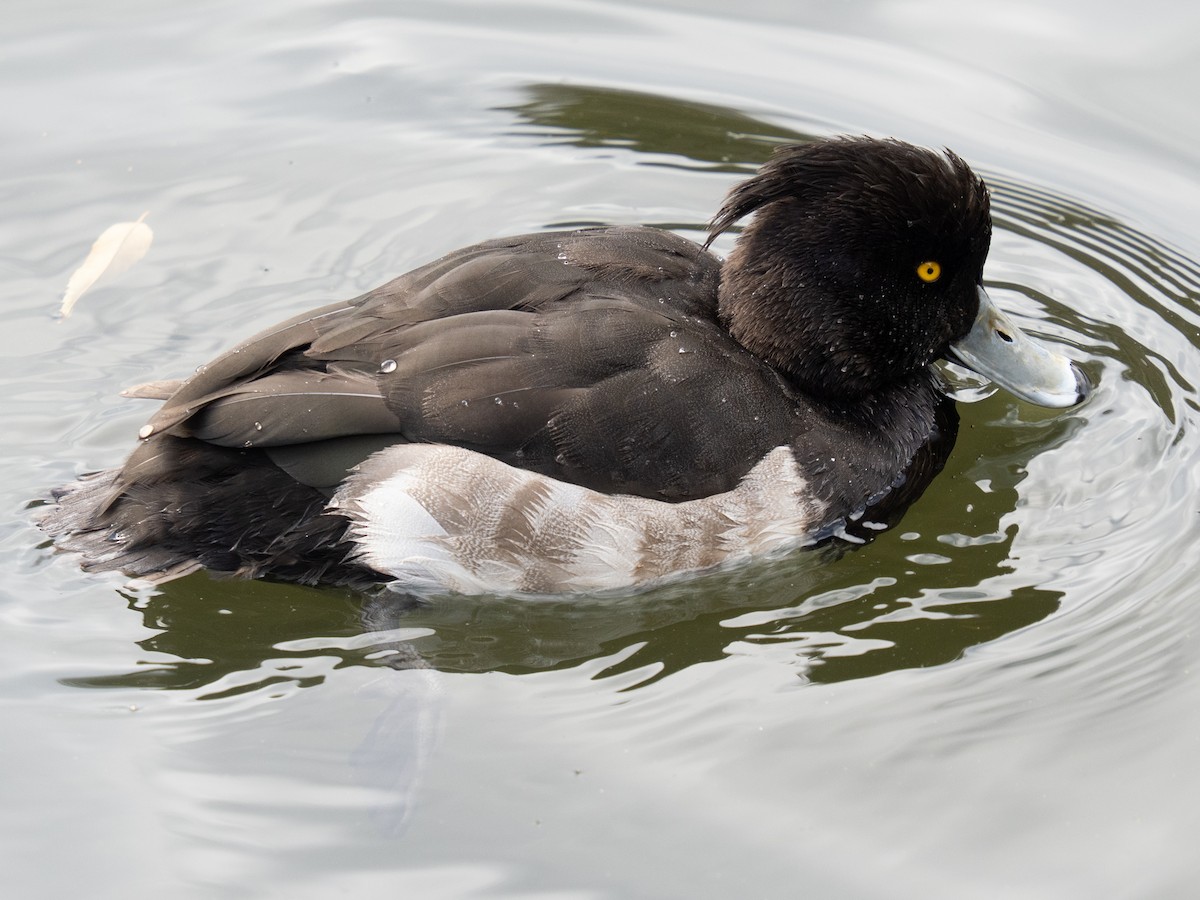 Tufted Duck - ML646776217